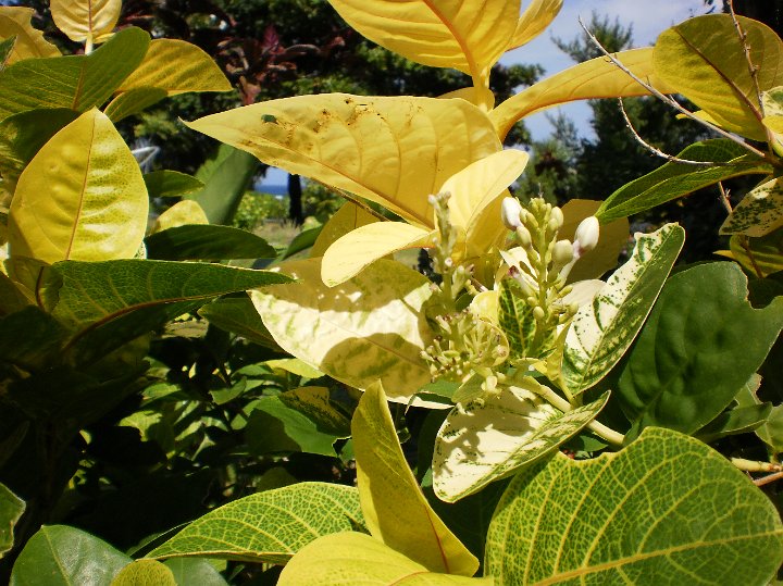 Pseuderanthemum reticulatum.JPG - Pseuderanthemum reticulatum